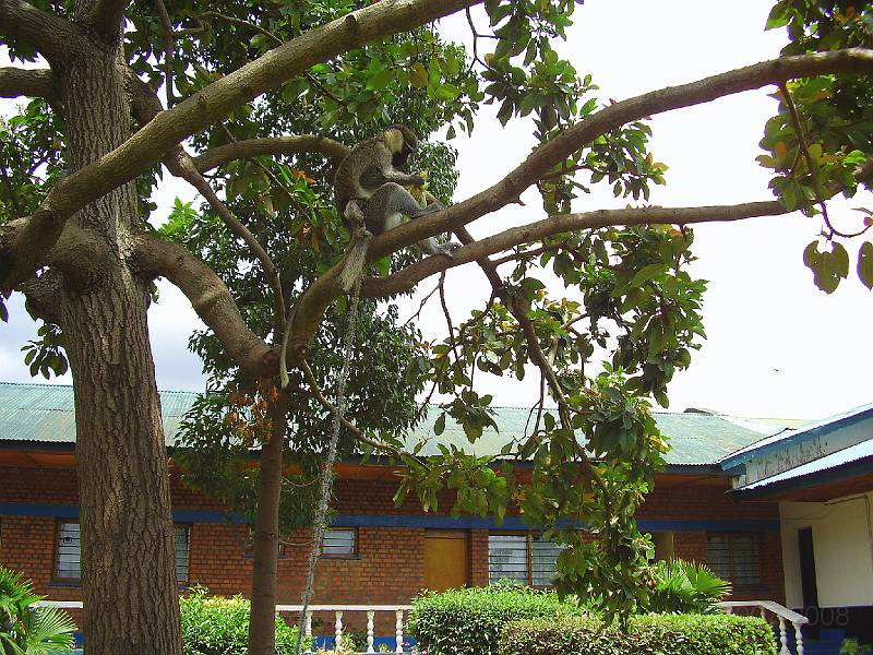 0167 Mahagi tuin van bisschop marcel.JPG